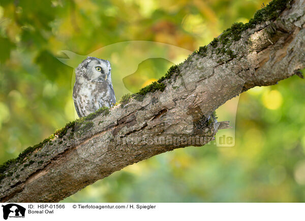 Boreal Owl / HSP-01566