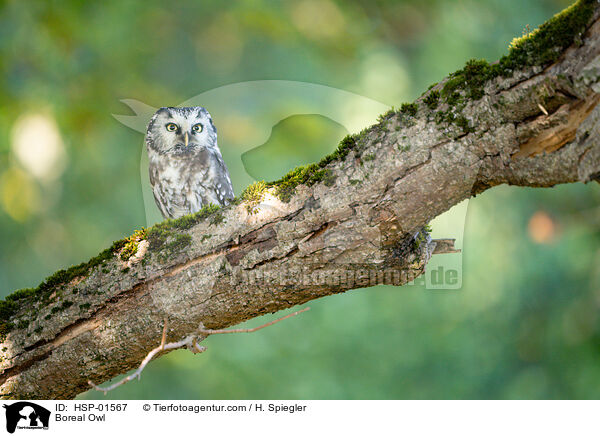 Boreal Owl / HSP-01567