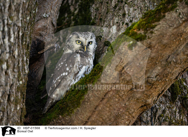 Boreal Owl / HSP-01568