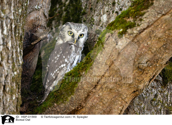 Boreal Owl / HSP-01569
