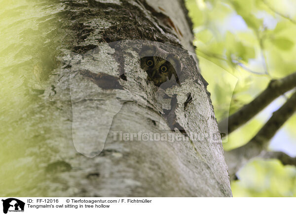 Raufukauz sitzt in Baumhhle / Tengmalm's owl sitting in tree hollow / FF-12016