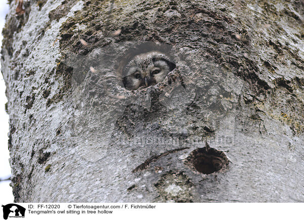 Tengmalm's owl sitting in tree hollow / FF-12020