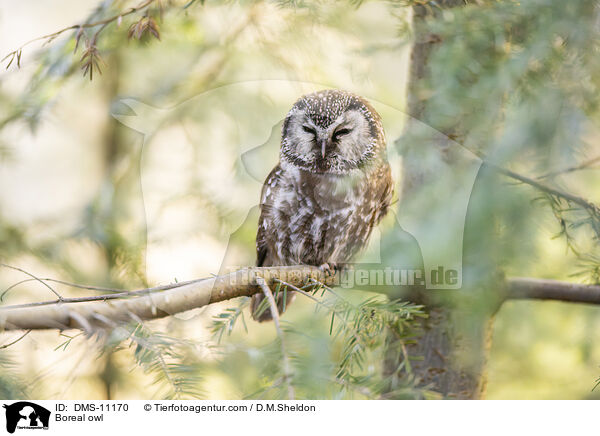 Raufukauz / Boreal owl / DMS-11170
