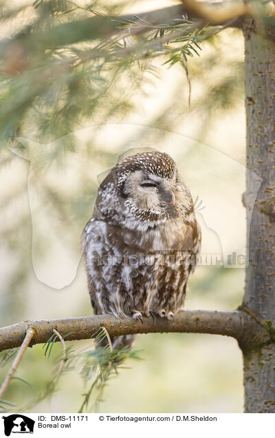 Raufukauz / Boreal owl / DMS-11171