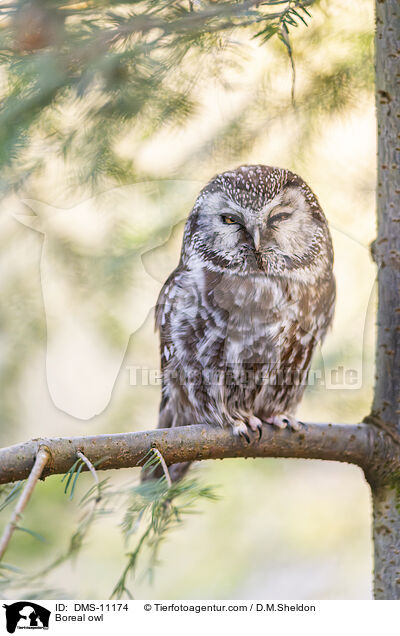 Raufukauz / Boreal owl / DMS-11174