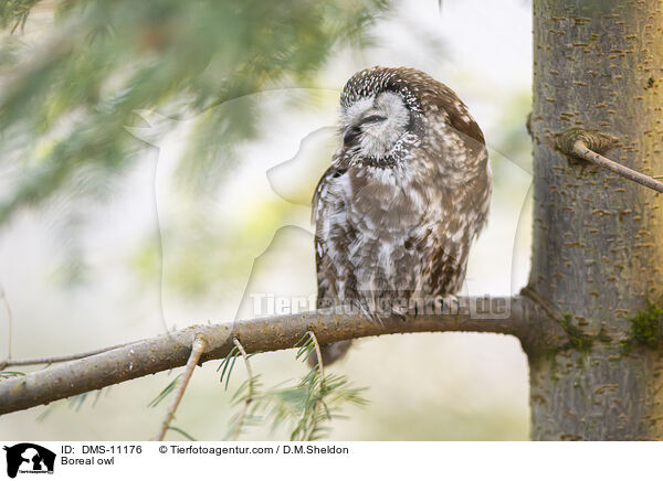 Boreal owl / DMS-11176