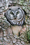 boreal owl