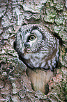 boreal owl