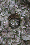 boreal owl