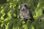 boreal owl