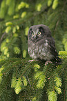 boreal owl