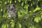 boreal owl