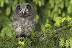 boreal owl