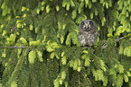 boreal owl