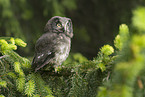 boreal owl