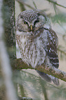 boreal owl