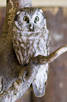 boreal owl