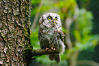 boreal owl