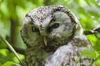 boreal owl portrait