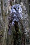 boreal owl