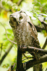 boreal owl