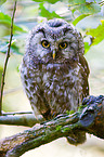 boreal owl