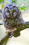 boreal owl