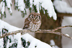 boreal owl