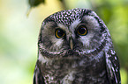 boreal owl