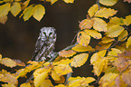 boreal owl