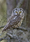 boreal owl