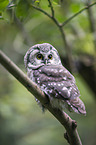 boreal owl