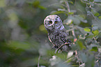 sitting Tengmalm's Owl