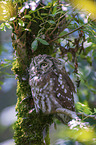 sitting Tengmalm's Owl