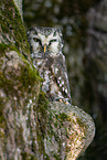 Boreal Owl