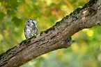 Boreal Owl