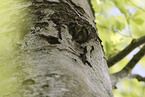 Tengmalm's owl sitting in tree hollow