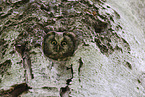 Tengmalm's owl sitting in tree hollow