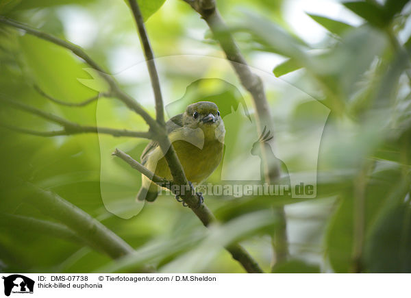 thick-billed euphonia / DMS-07738