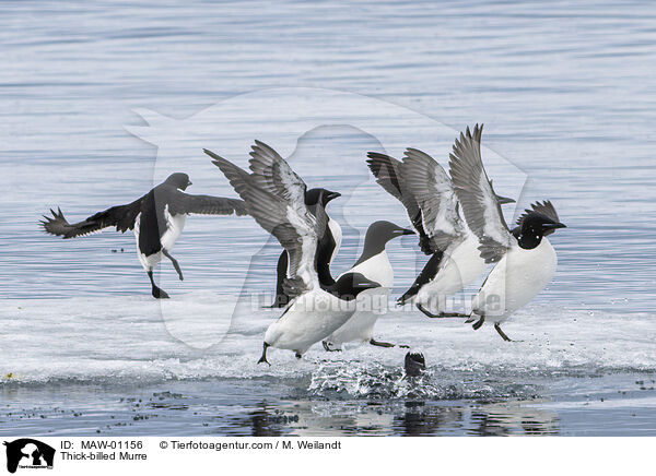 Dickschnabellumme / Thick-billed Murre / MAW-01156