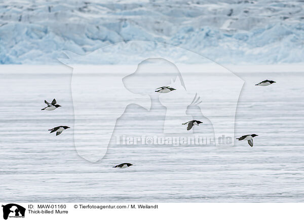 Thick-billed Murre / MAW-01160