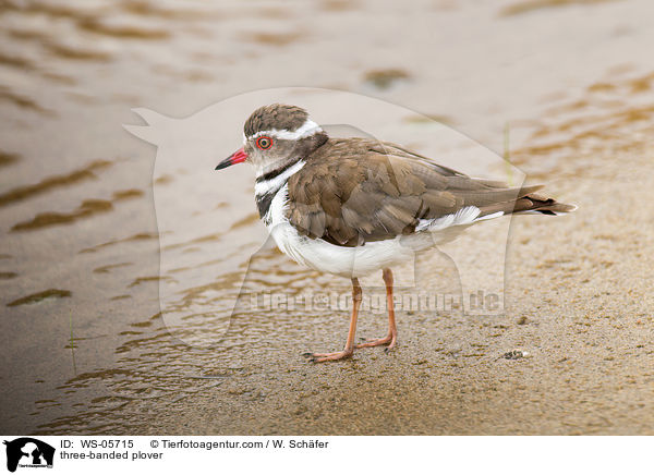 three-banded plover / WS-05715