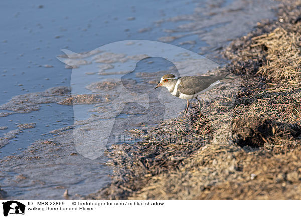 walking three-banded Plover / MBS-22869