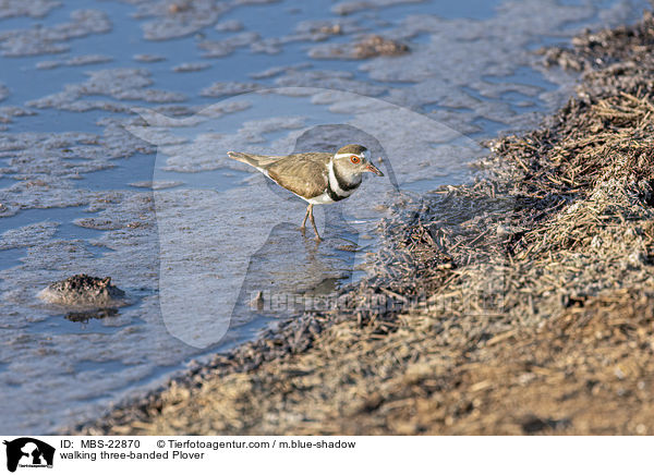 walking three-banded Plover / MBS-22870
