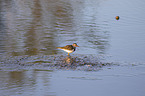 standing three-banded Plover