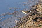 walking three-banded Plover