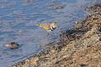 walking three-banded Plover