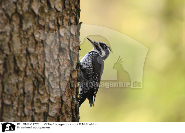 three-toed woodpecker / DMS-01721