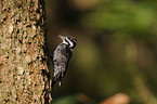 three-toed woodpecker