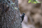 Three-toed Woodpecker